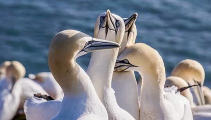 猛龙队后卫助攻火力全开，刷新进攻记录