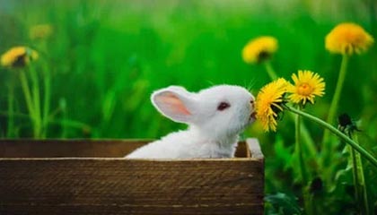 西班牙联赛球队向冠军决赛迈进